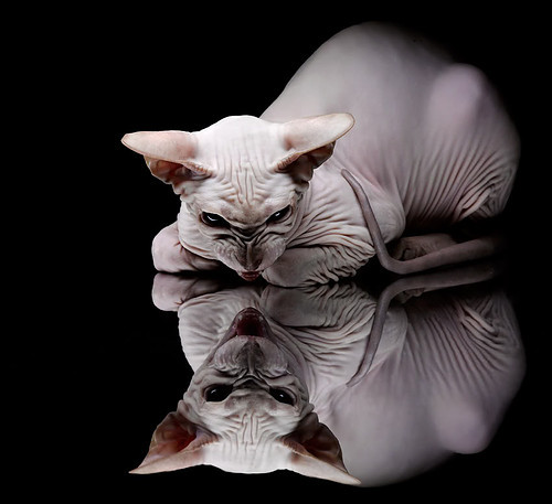 开云体育官方网站登陆-国际冠军挑战赛：冠军为荣耀而战，国际冠军杯赛制